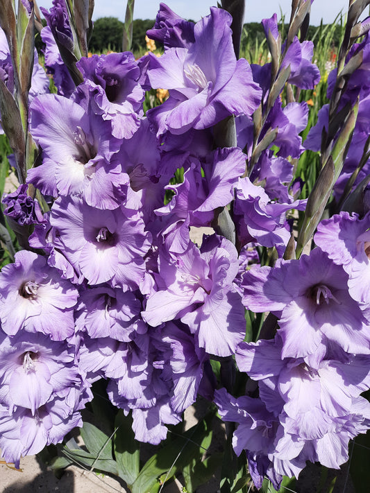 PURPLE GLADIOLUS MUSE