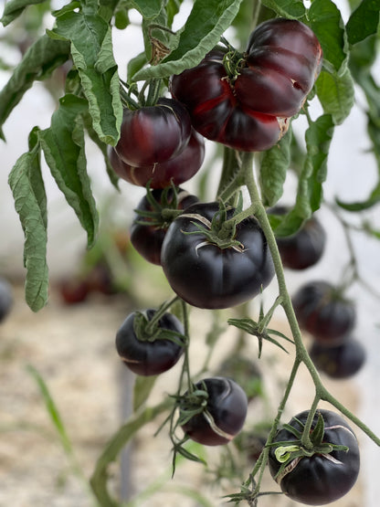 TOMATE BLACK BEAUTY AB