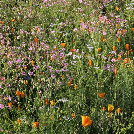 BLUMENMISCHUNG - WEINBERG- UND OBSTGARTENBLUMEN NT 25 g