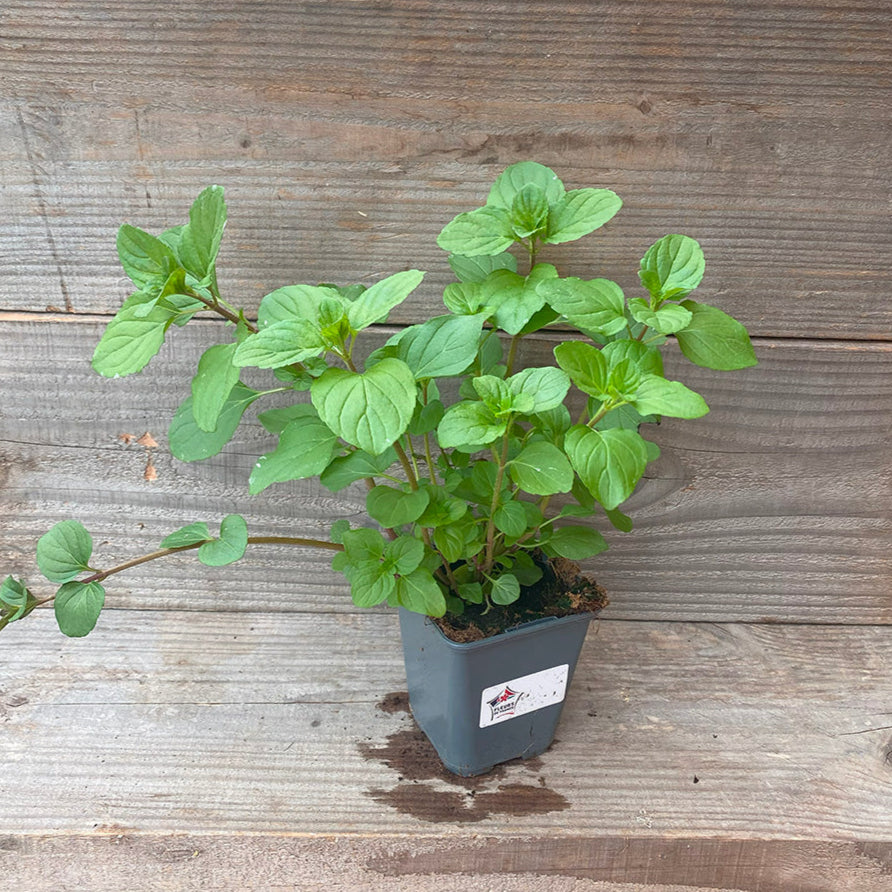 MENTHE CITRON AB - PLANT