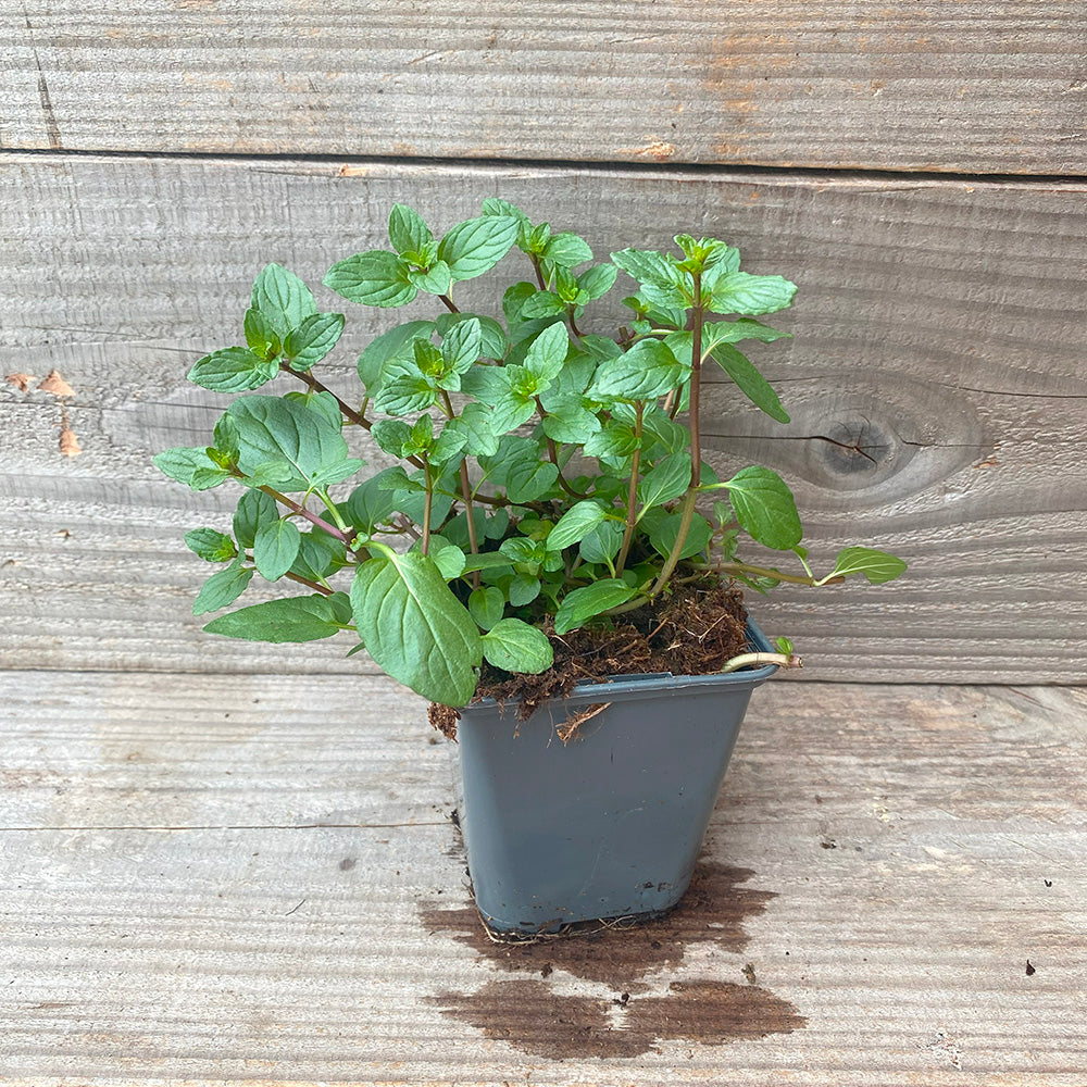 PEPPERMINT AB - PLANT