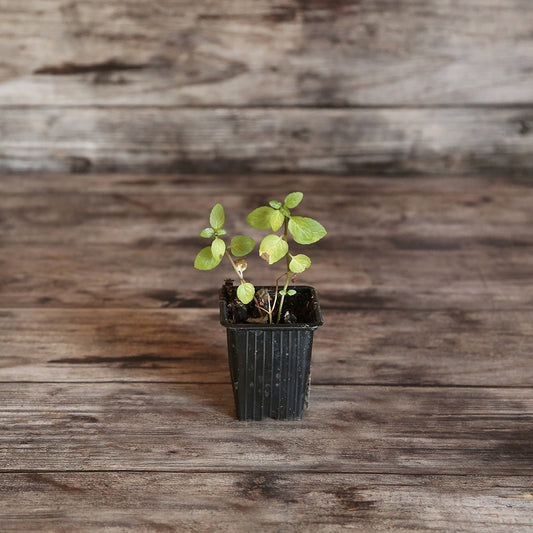 MINT LICORICE AB - PLANT