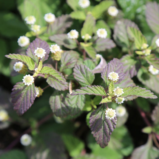 VERVEINE SUCRANTE AB - PLANT