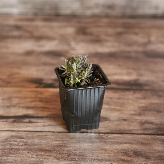 PINK LAVENDER - PLANT