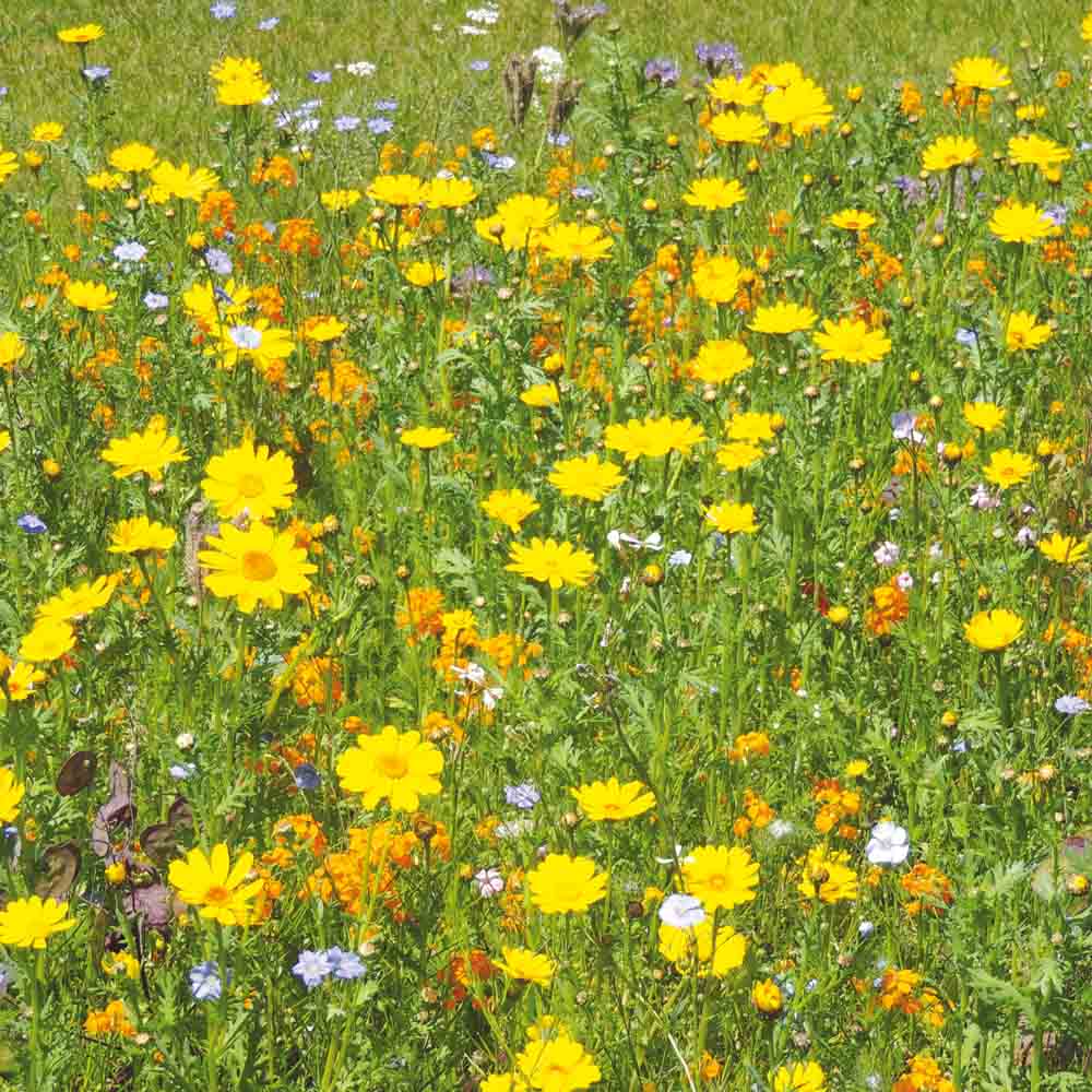 MELANGE FLEURI - VIVACES POUR OISEAUX  NT 25 g