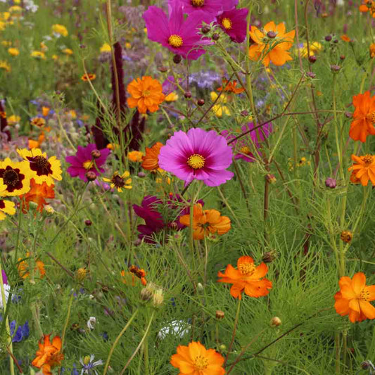 MELANGE FLEURI - COCCINELLES NT