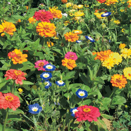 FLOWER MIX - HONEY PLANTS FOR BALCONY NT 5 g