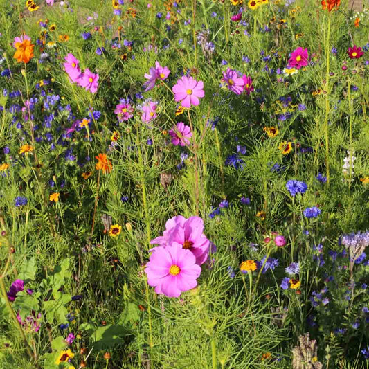 MELANGE FLEURI - MIEL ET PAPILLONS NT