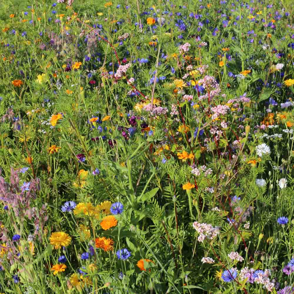 BLUMENMISCHUNG - NÜTZLICHE UND BESTÄUBER AB 20 g