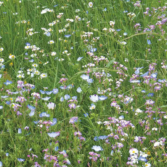 FLOWER MIX - FLOWERED LAWN NT 25 g