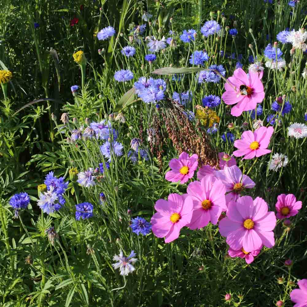 MELANGE FLEURI - ANNUELLES POUR OISEAUX  AB 20 g