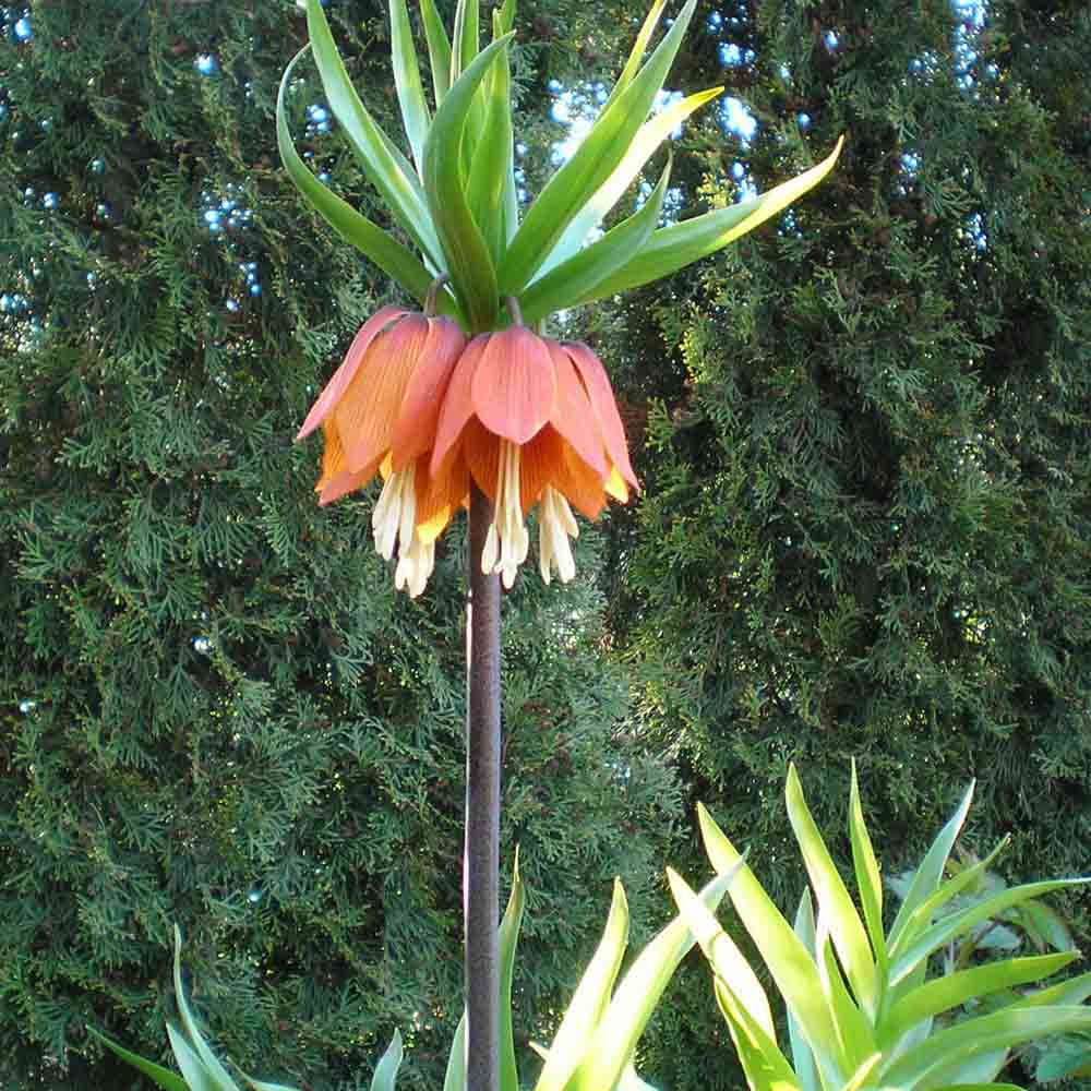 BIO-KAISERLICHER ROTER FRITILLAIRE