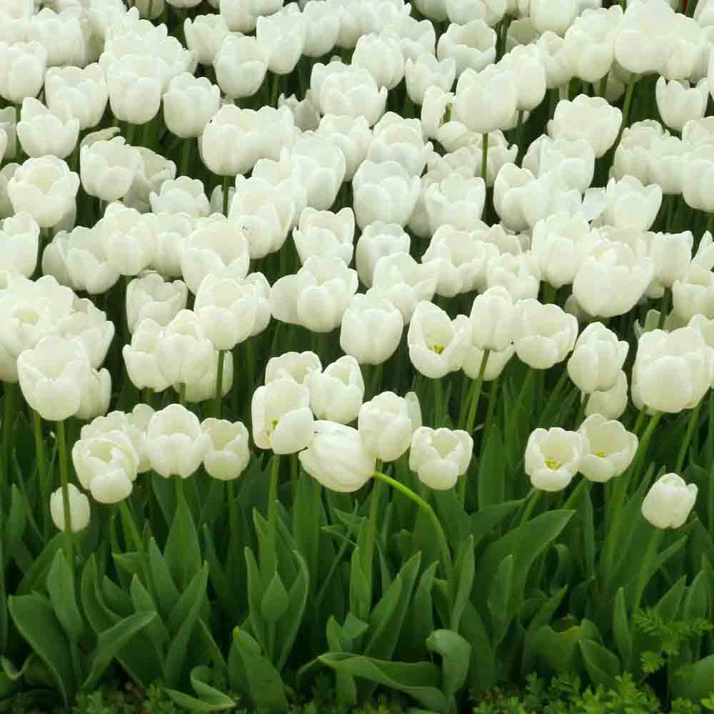 TULIPE TRIOMPHE WHITE BIO