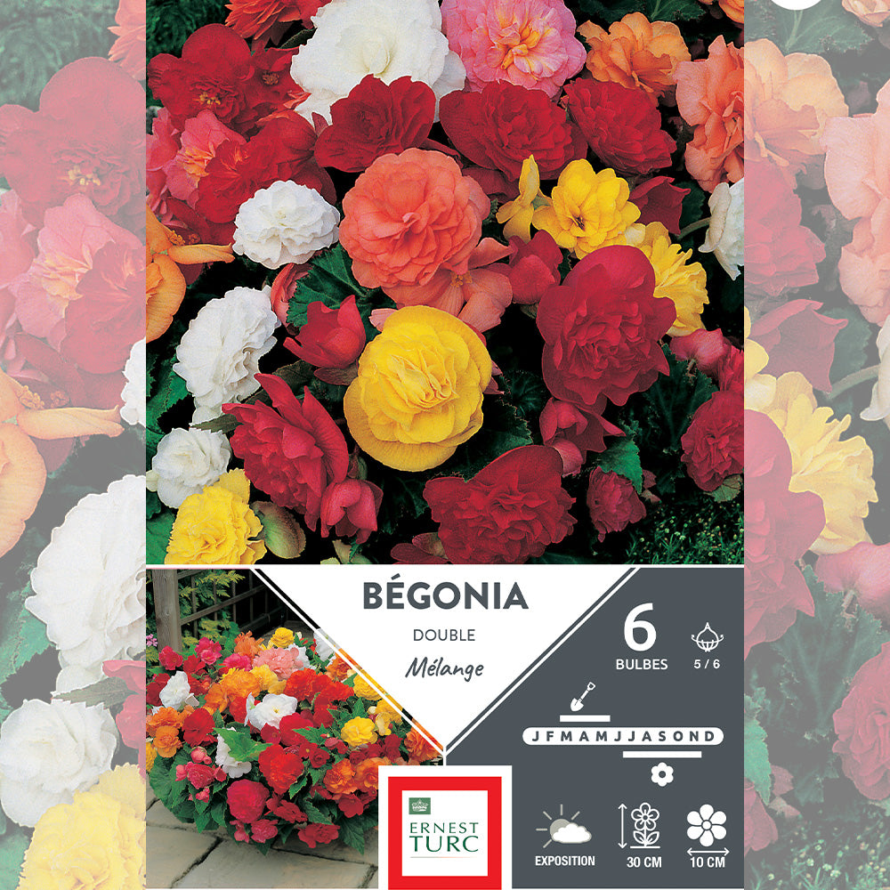 BÉGONIA DOUBLE MÉLANGE