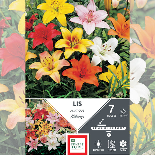 ASIATIC LILY MIX