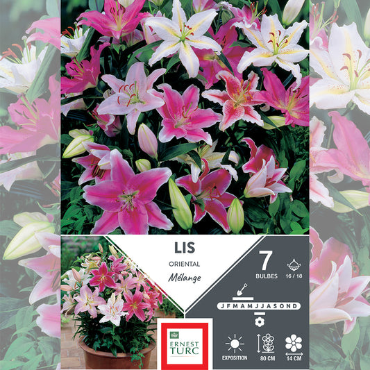 ORIENTAL LILY MIX