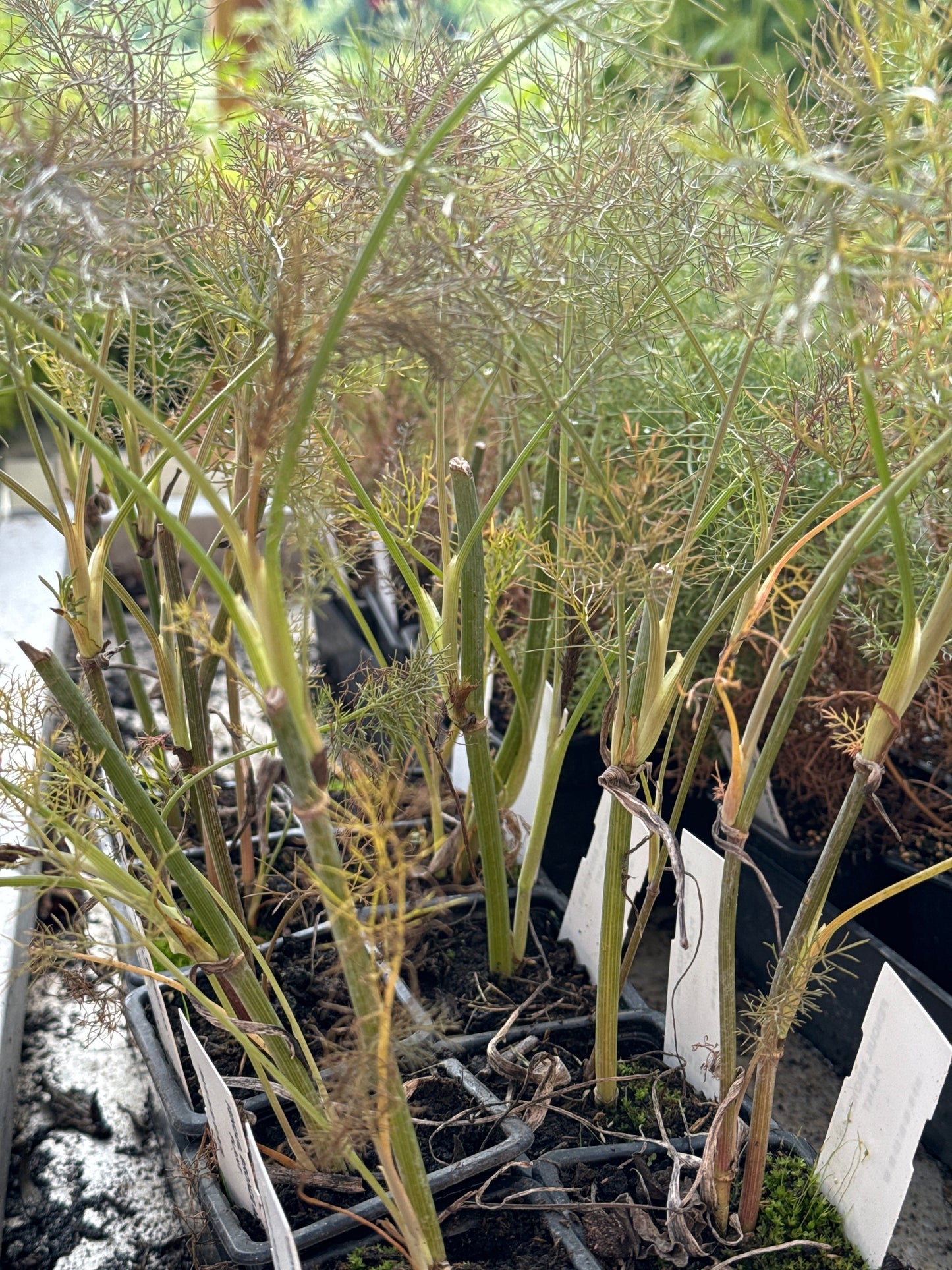 FENNEL BRONZE AB - PLANT