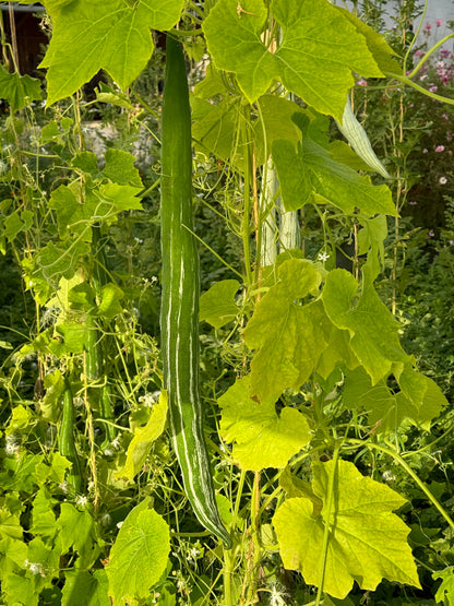 SNAKE SQUASH OR LACE FLOWERS AB