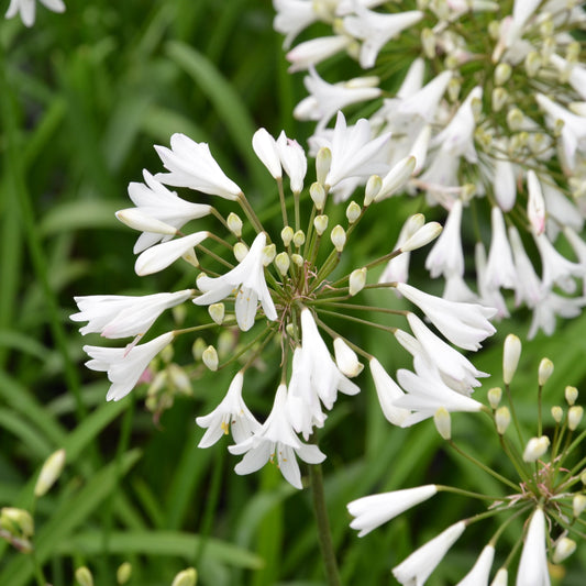 AGAPANTHUS AFRICANUS ALBUS