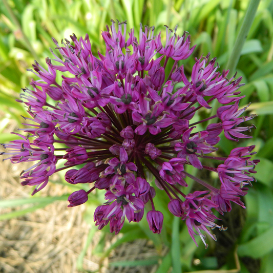 ALLIUMS