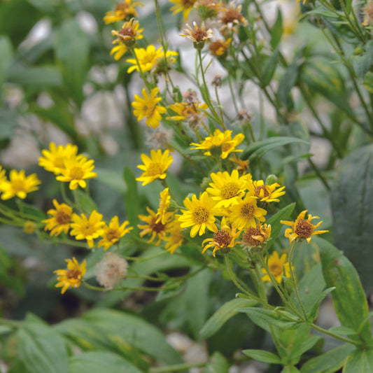 ARNICA AB - PLANT