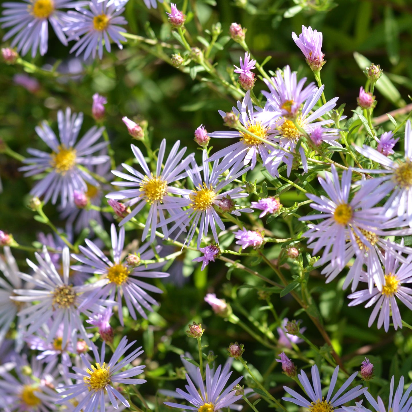 ASTER AGERATOIDES ASRAN AB