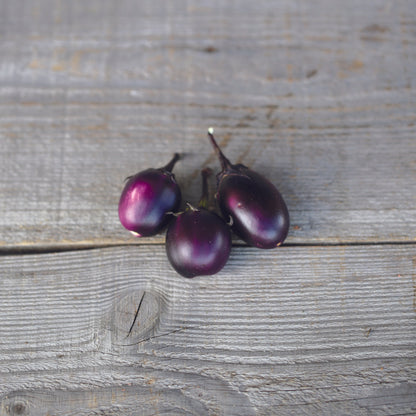 AUBERGINE BAMBINO PLANT AB