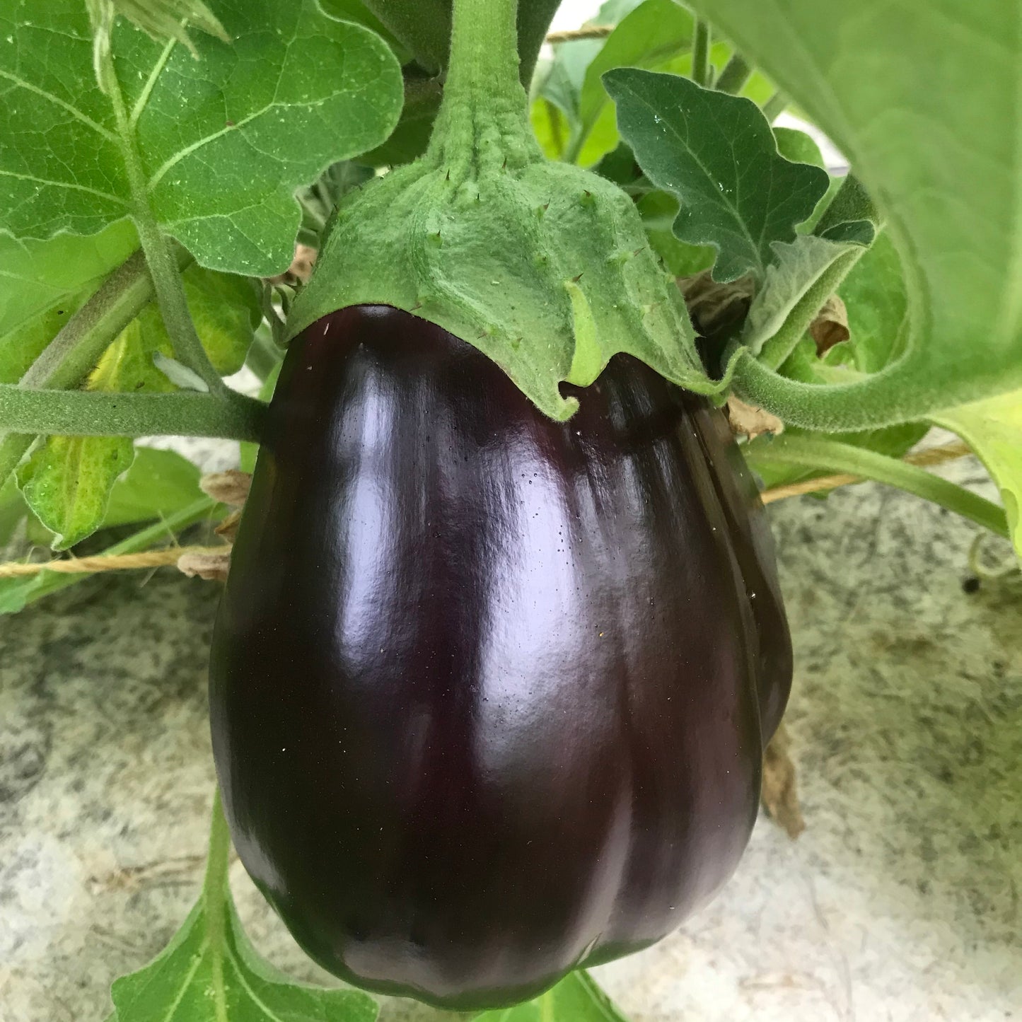 EGGPLANT BLACK BEAUTY PLANT AB