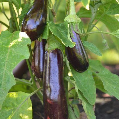 AUBERGINE DE BARBENTANE PLANT AB