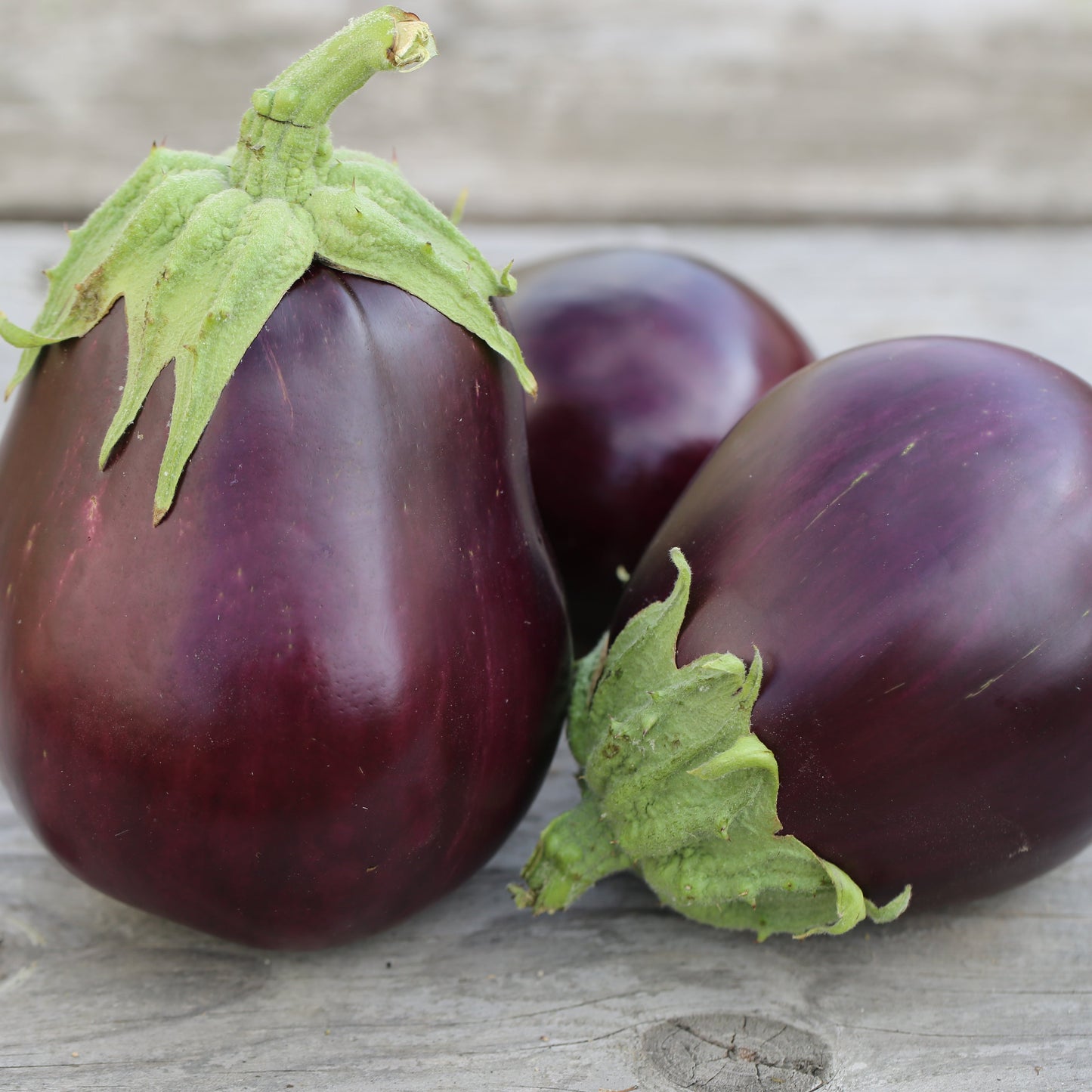 AUBERGINE MONSTRUEUSE DE NEW YORK PLANT AB