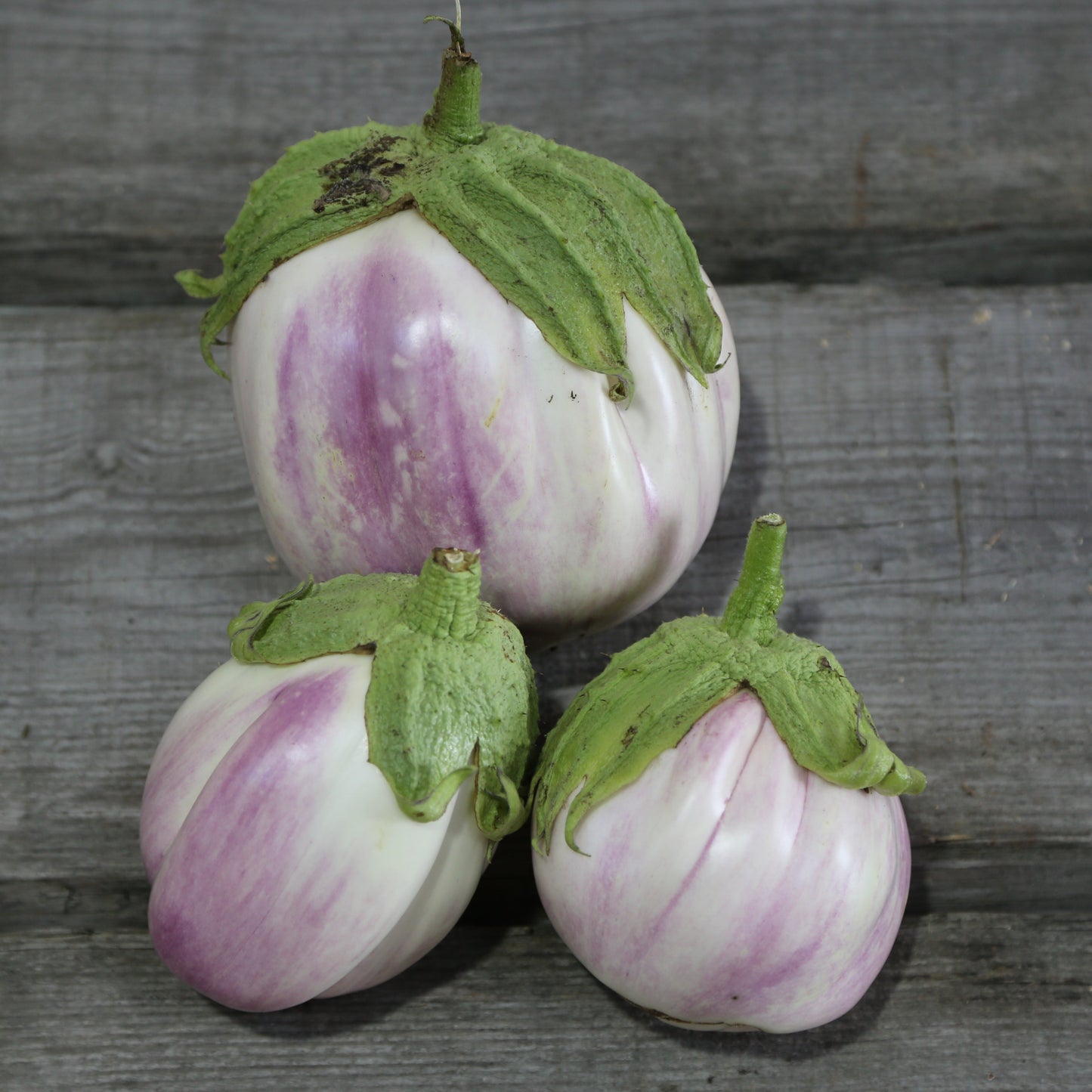 AUBERGINE VIOLETTE DE FLORENCE PLANT AB