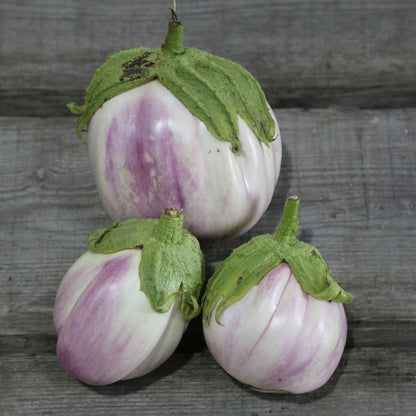 AUBERGINE VIOLETTE DE FLORENCE PLANT AB