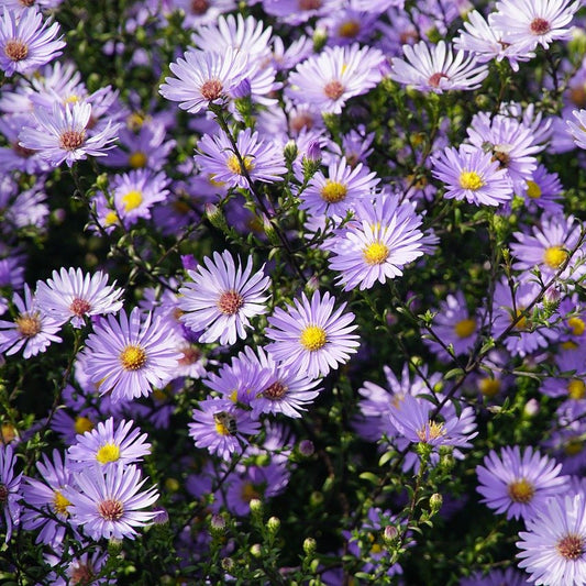 ASTER AGERATOIDES ASRAN AB