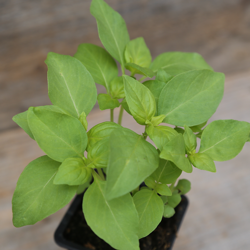 BASILIC CITRON - PLANT AB