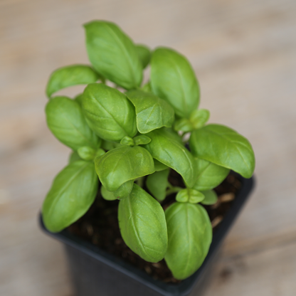 BASILIC GENOVESE PLANT - AB