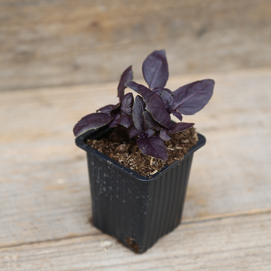 BASILIC POURPRE PLANT - AB