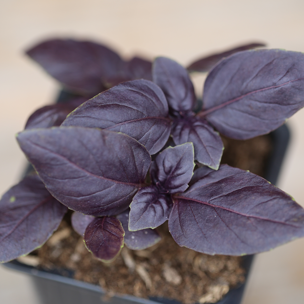 BASILIC POURPRE PLANT - AB