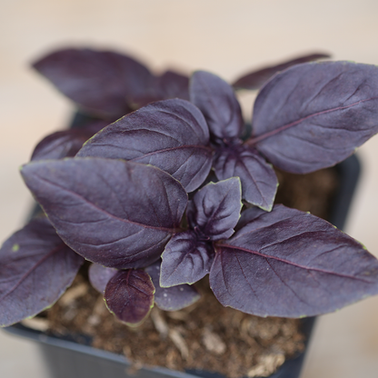 BASILIC POURPRE PLANT - AB