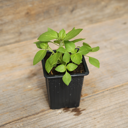 BASILIC SACRE OU TULSI PLANT - AB