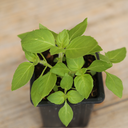 BASILIC SACRE OU TULSI PLANT - AB