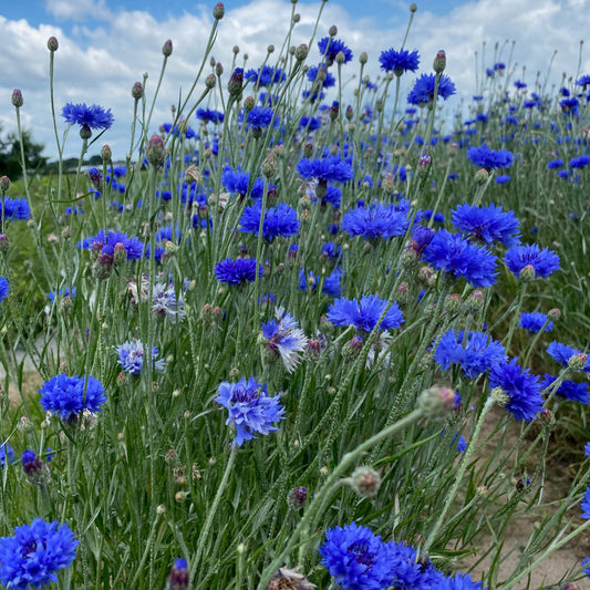 BLEUET AB - PLANT