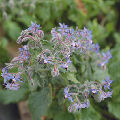 BOURRACHE OFFICINALE AB - PLANT