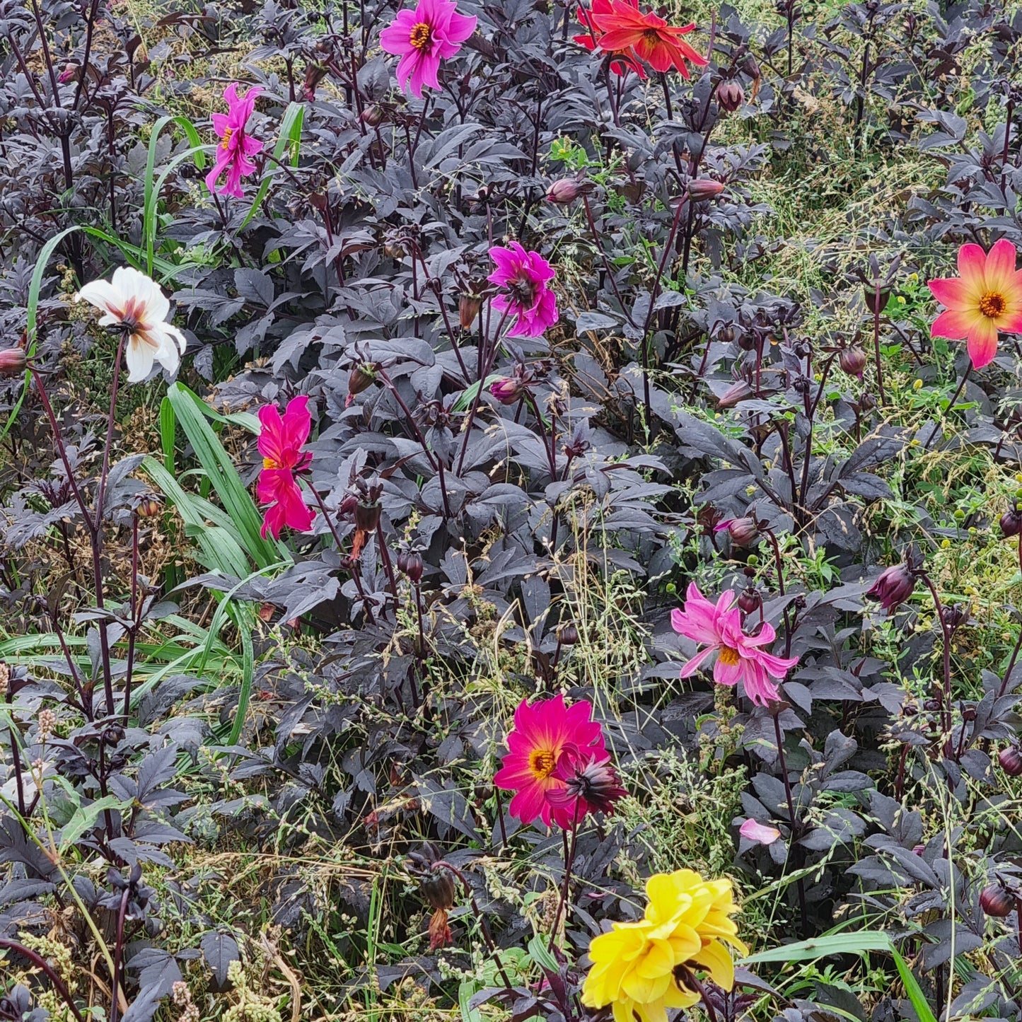 DAHLIA BIJEN EN MÉLANGE POUR ABEILLES AB