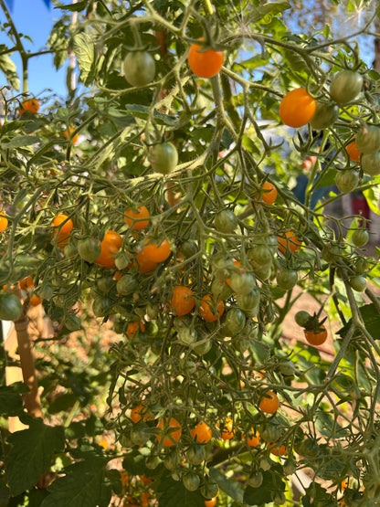 TOMATE COCKTAIL CLEMENTINE AB