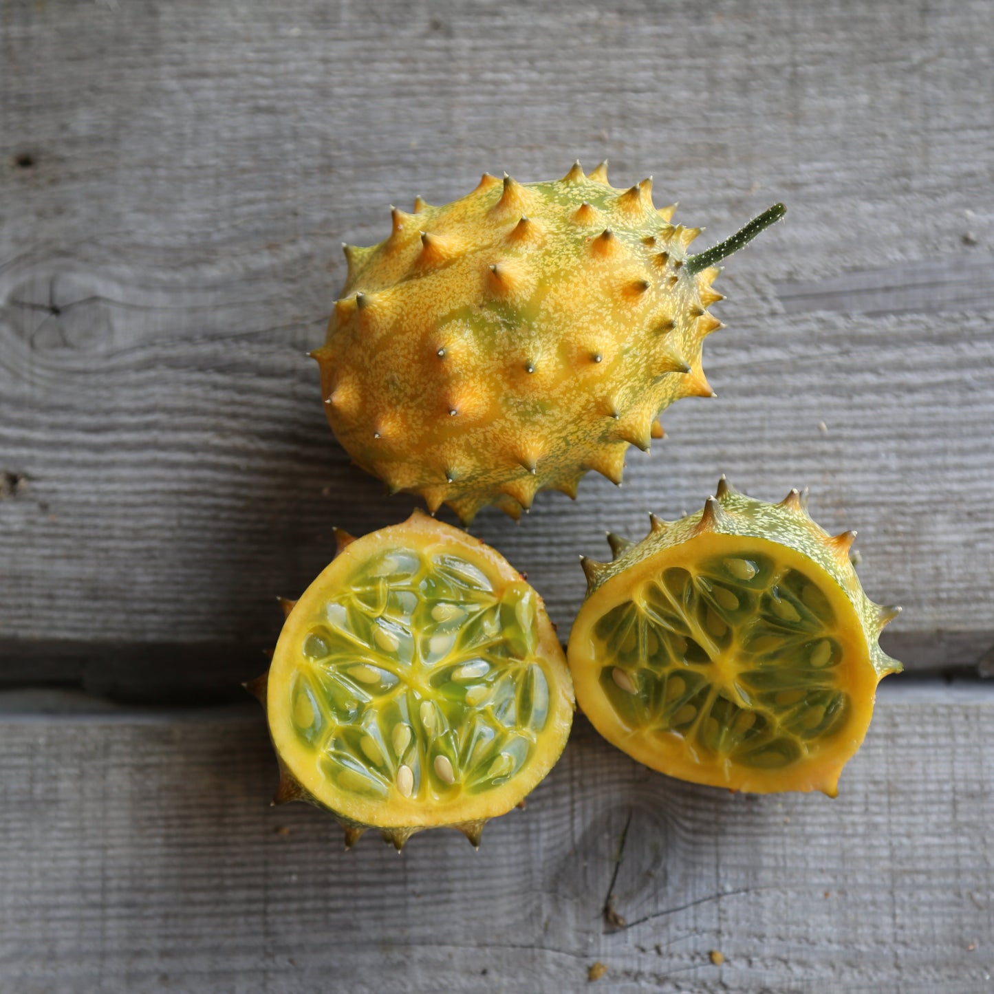 CONCOMBRE CORNU D'AFRIQUE KIWANO PLANT AB