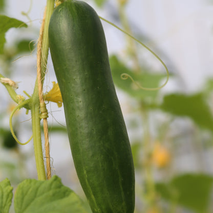 CONCOMBRE LE GENEREUX PLANT AB