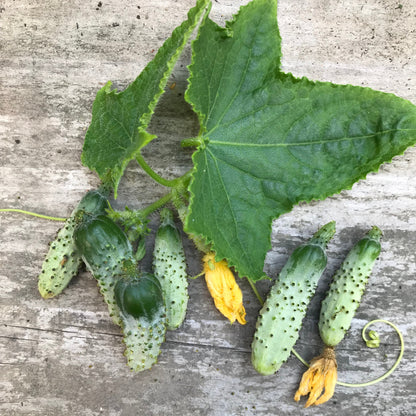 CORNICHON VERT PETIT DE PARIS PLANT AB