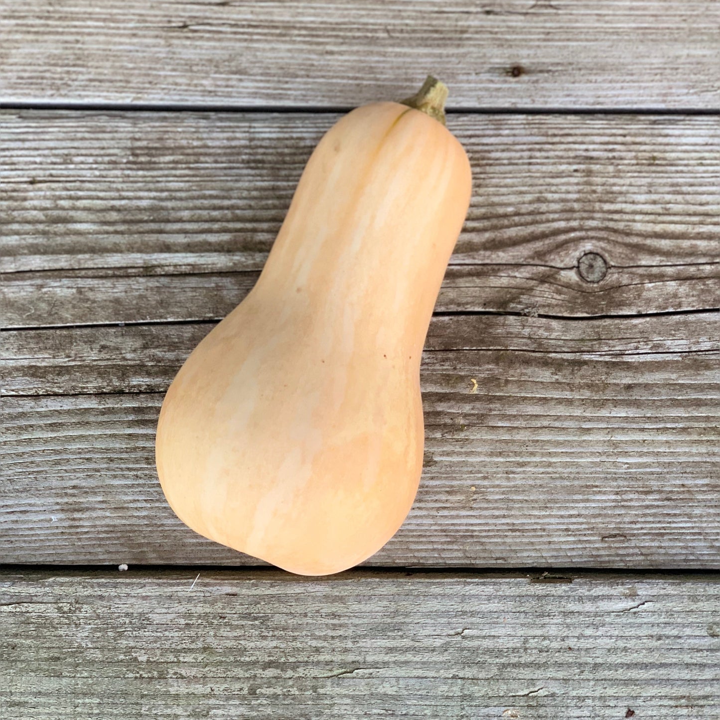 COURGE MUSQUEE BUTTERNUT PLANT AB