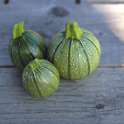 COURGETTE RONDE DE NICE PLANT AB