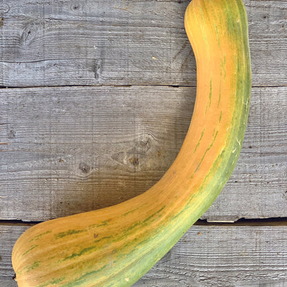 COURGE COURGETTE LONGUE DE NICE PLANT AB